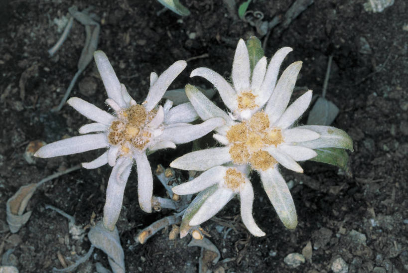 无人,横图,俯视,室外,白天,爱情,快乐,幸福,植物,玛格丽特,雏菊,花瓣,花朵,自然,菊花,活力,摄影,生长,希望,吉祥,坚强,雄蕊,和平,离别,高洁,延命菊,幸福花,春菊,马兰头花,长寿,暗恋,纯情,单恋,怀恋,清净,真情,寿客,秋菊,火绒草,天真,彩图,高角度拍摄,愉快