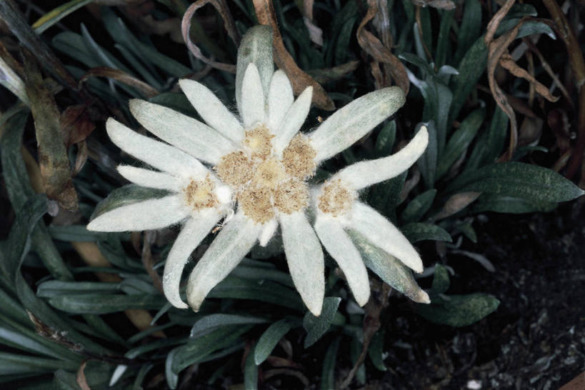 无人,横图,室外,特写,白天,爱情,快乐,幸福,植物,叶子,玛格丽特,雏菊,花瓣,花朵,自然,菊花,活力,摄影,生长,希望,吉祥,坚强,雄蕊,和平,离别,高洁,延命菊,幸福花,春菊,马兰头花,长寿,暗恋,纯情,单恋,怀恋,清净,真情,寿客,秋菊,火绒草,天真,彩图,愉快