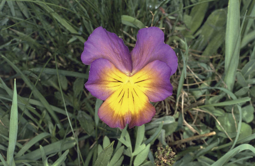 无人,横图,室外,特写,白天,森林,植物,紫罗兰,叶子,田地,花,花瓣,花朵,紫色,摄影,生长,彩图