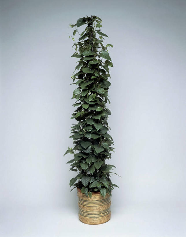 无人,竖图,室内,特写,植物,叶子,一个,自然,藤蔓,摄影,生长,单个,藤蔓植物,彩图,影棚拍摄