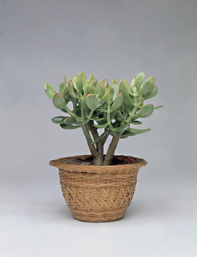 无人,竖图,室内,特写,植物,叶子,一个,绿色,摄影,生长,单个,玉树,彩图,影棚拍摄,肉质植物