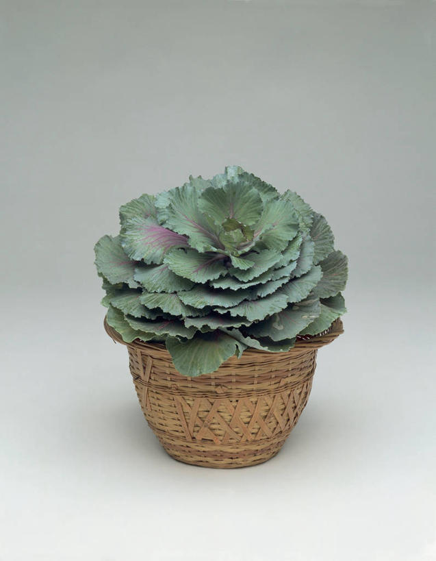 芥末,无人,竖图,室内,特写,植物,叶子,篮子,一个,绿色,芥菜,摄影,生长,单个,彩图,影棚拍摄