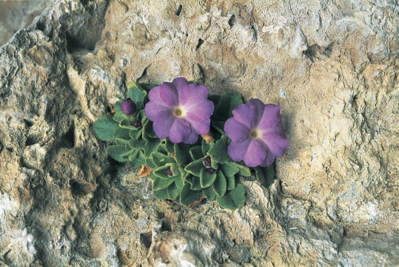 无人,横图,俯视,室外,白天,植物,叶子,粗糙,花,花瓣,花朵,摄影,生长,毛糙,岩石,彩图,高角度拍摄,粗拙,报春花科