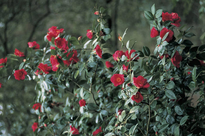 无人,横图,室外,特写,白天,植物,山茶花,叶子,花朵,红色,摄影,生长,玉茗花,耐冬,海石榴,茶花,彩图