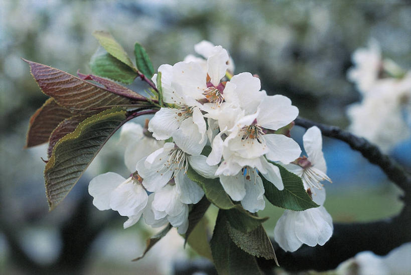 无人,横图,室外,特写,白天,植物,樱花,叶子,花,花瓣,花朵,白色,摄影,生长,嫩枝,彩图,欧洲酸樱桃