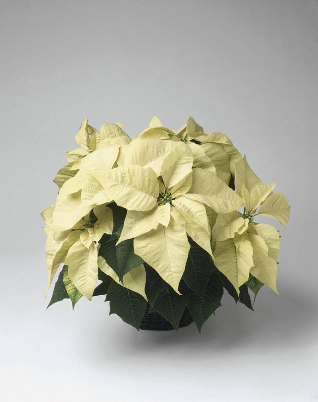 无人,竖图,室内,特写,植物,叶子,花盆,园艺,一个,自然,摄影,猩猩木,生长,单个,彩图,影棚拍摄