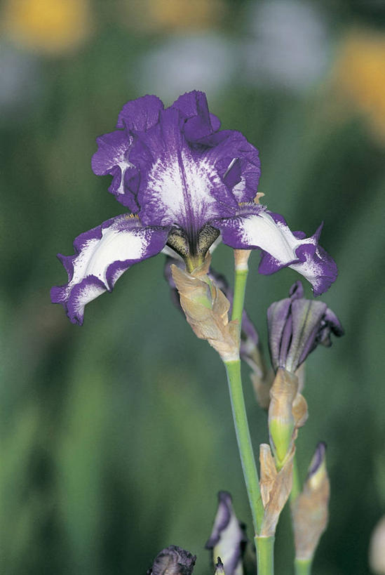 无人,竖图,室外,特写,白天,爱情,友谊,美景,植物,叶子,景观,鸢尾花,茎,花瓣,紫色,自然,景色,摄影,生长,鸢尾,自然风光,紫蝴蝶,蓝蝴蝶,扁竹花,彩图,爱丽丝,爱丽丝花