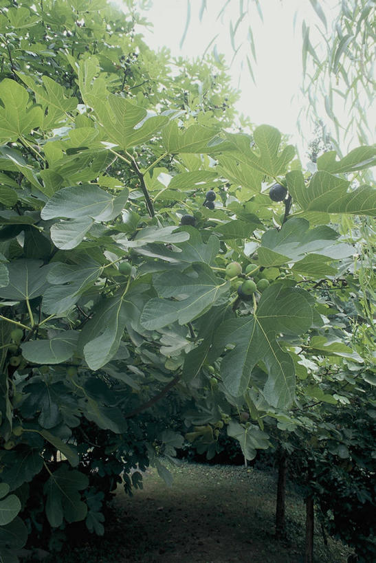 无人,竖图,室外,特写,白天,水果,叶子,田地,树,自然,摄影,生长,无花果树,彩图,无花果叶