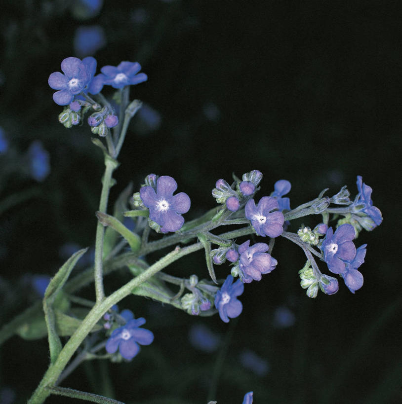 无人,方图,室外,特写,白天,植物,茎,花,花瓣,紫色,自然,摄影,生长,琉璃苣,彩图