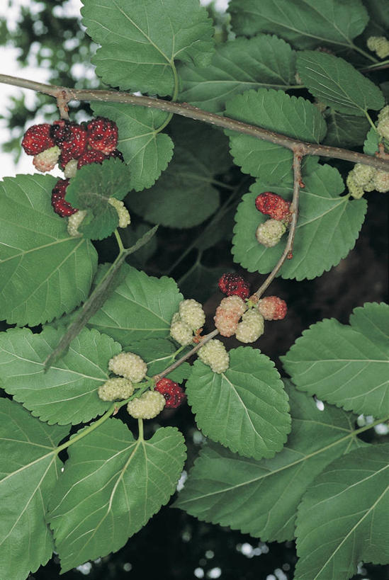 无人,竖图,室外,特写,白天,水果,叶子,桑椹,生食,枝,树,自然,摄影,生长,清新,无花果树,彩图