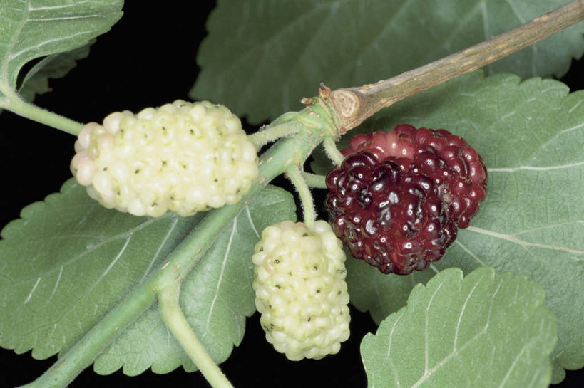 无人,横图,室外,特写,白天,水果,叶子,桑椹,生食,茎,枝,树,自然,摄影,生长,清新,无花果树,彩图