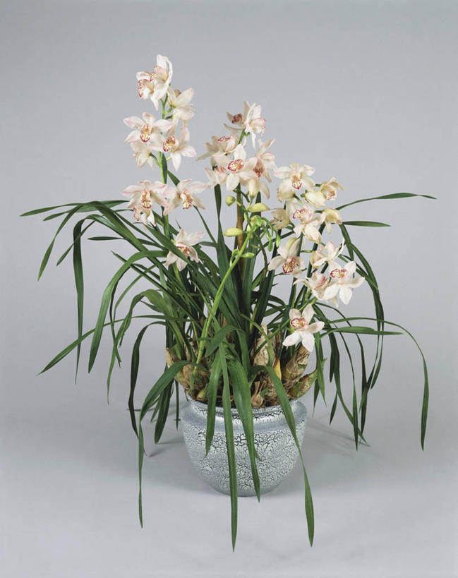 无人,竖图,室内,特写,植物,叶子,花盆,园艺,一个,自然,摄影,生长,单个,高雅,蕙兰,淡泊,花中君子,兰花,彩图,影棚拍摄