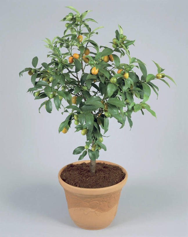 无人,竖图,室内,特写,植物,水果,叶子,花盆,园艺,食品,一个,自然,金橘,摄影,生长,单个,芸香科,柑橘属,彩图,影棚拍摄