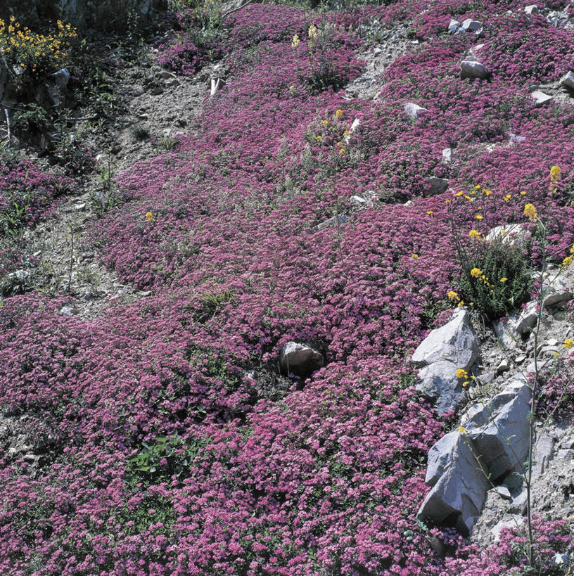 无人,方图,俯视,室外,白天,农业,植物,田地,美丽,紫色,自然,摄影,生长,大胆,热心,洛阳花,石竹,岩石,彩图,高角度拍摄,石菊,石竹子花,绣竹,中国石竹,中国沼竹