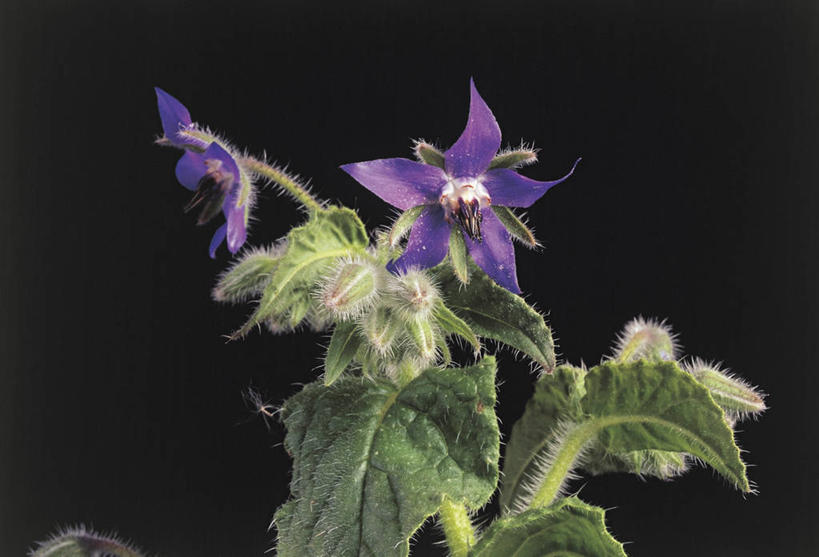 无人,横图,室内,特写,植物,叶子,黑色背景,茎,花,紫色,自然,摄影,生长,雄蕊,琉璃苣,彩图,影棚拍摄