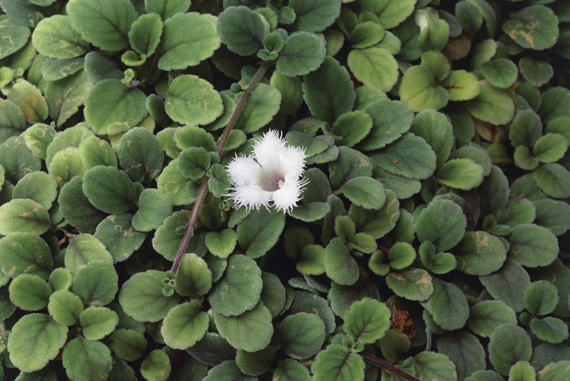 无人,横图,俯视,室外,白天,植物,叶子,花瓣,绿色,白色,摄影,生长,非洲堇,彩图,高角度拍摄