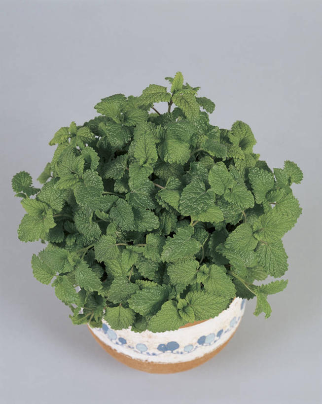 无人,竖图,俯视,室内,特写,植物,叶子,一个,绿色,摄影,生长,单个,蜜蜂花,彩图,高角度拍摄,影棚拍摄