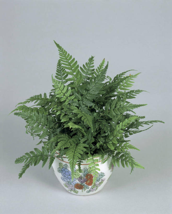 无人,竖图,室内,特写,植物,一个,绿色,自然,摄影,生长,单个,成长,蕨类,蕨类植物,常绿树,鳞毛蕨,彩图,影棚拍摄