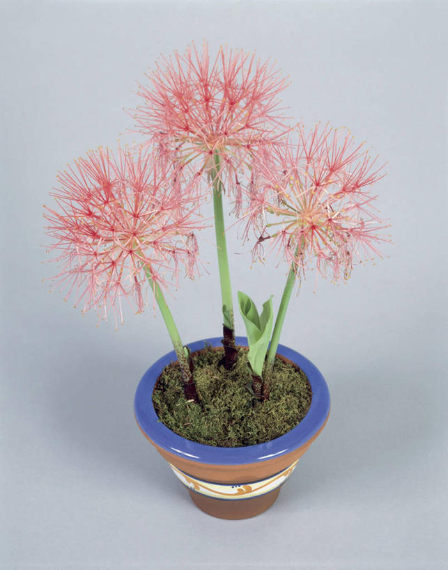 无人,竖图,俯视,室内,特写,植物,百合花,茎,一个,摄影,生长,单个,彩图,高角度拍摄,影棚拍摄,百合科