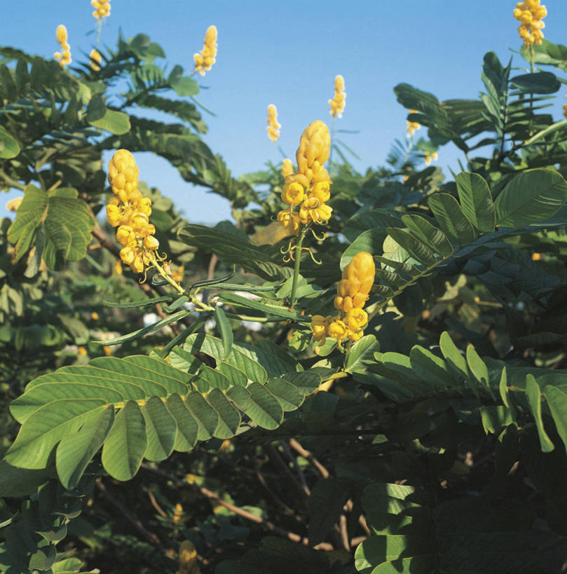 无人,方图,室外,特写,白天,植物,叶子,枝,花,花朵,黄色,自然,摄影,生长,热带气候,豌豆系,万里无云,彩图