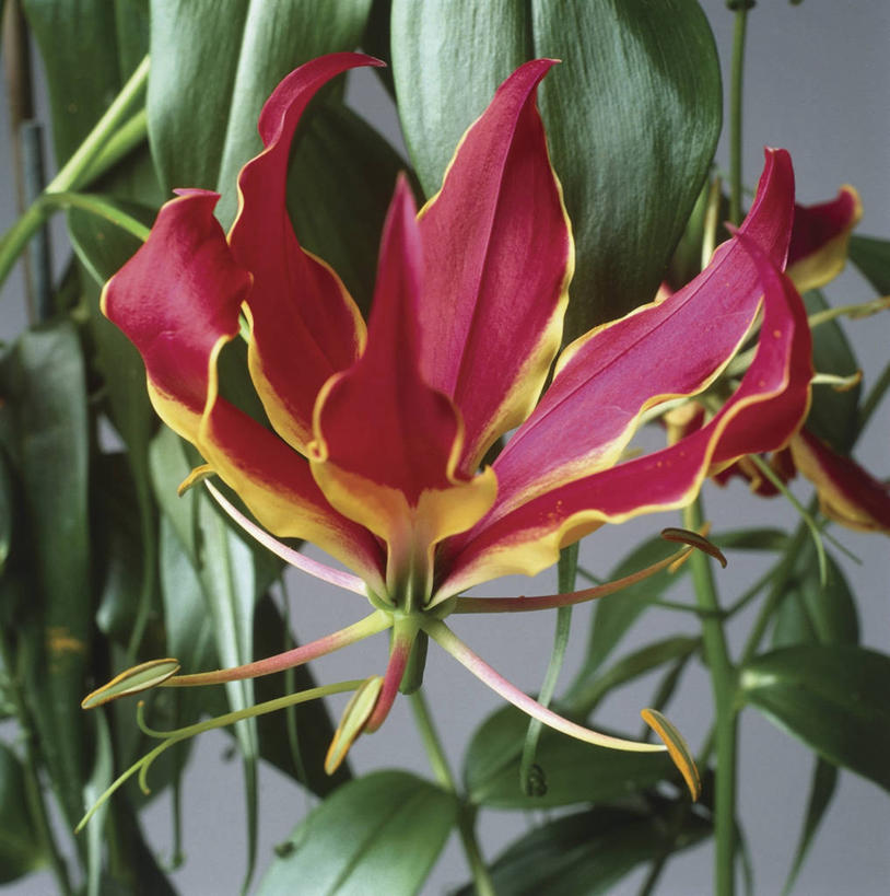 无人,方图,室外,特写,白天,植物,百合花,叶子,花瓣,摄影,生长,脆弱,强瞿,百合蒜,倒仙,番韭,山丹,彩图,火焰百合,百合科