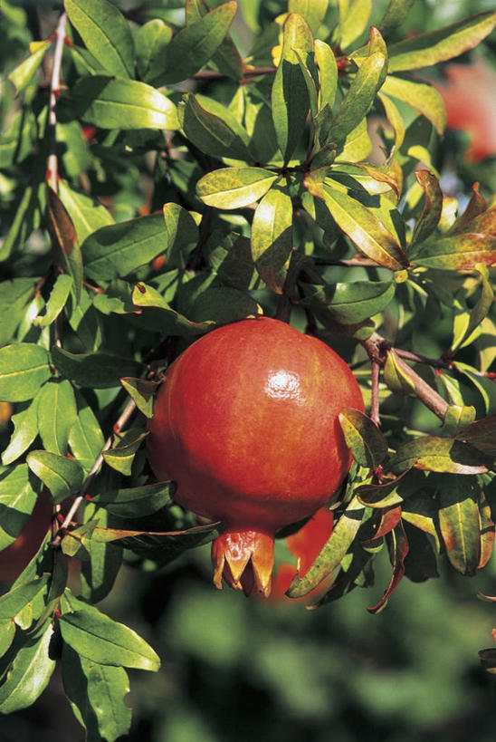 无人,竖图,室外,特写,白天,农业,石榴,水果,叶子,饮食,树,自然,摄影,生长,清新,健康食物,彩图