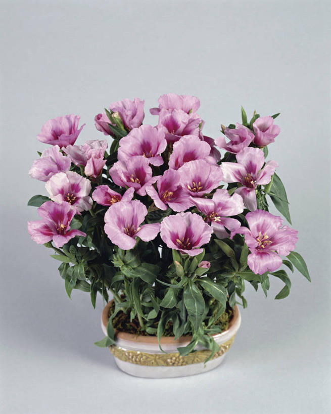 无人,竖图,室内,特写,植物,叶子,盛开,草药,药草,花蕾,中药,花,花瓣,花朵,鲜花,一朵,一个,粉色,花苞,花蕊,摄影,生长,单个,雄蕊,清新,药材,中草药,中药材,本草,高代花,菜籽灵,柳叶菜,彩图,影棚拍摄