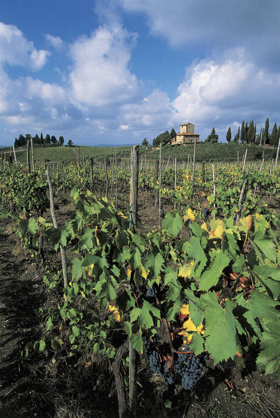 无人,竖图,室外,白天,旅游,度假,农业,美景,建筑,叶子,意大利,欧洲,地形,景观,云,娱乐,葡萄园,树,天空,自然,藤蔓,享受,休闲,景色,放松,摄影,生长,托斯卡纳,地中海文化,南欧,自然风光,意大利文化,托斯卡纳区,藤蔓植物,意大利共和国,托斯卡纳大区,奇扬第,彩图