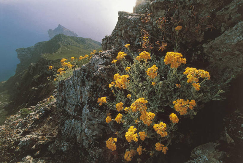 无人,横图,室外,白天,旅游,度假,美景,意大利,欧洲,岛,景观,娱乐,花朵,黄色,自然,享受,休闲,景色,放松,摄影,宁静,西西里,地中海文化,自然风光,意大利文化,埃加迪群岛,岩石,彩图