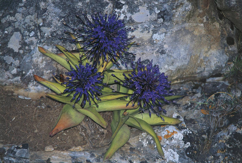 无人,横图,俯视,室外,白天,植物,意大利,欧洲,紫色,自然,摄影,生物学,脆弱,西西里,岩层,地中海文化,意大利文化,埃加迪群岛,岩石,彩图,高角度拍摄
