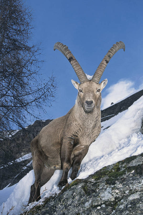 无人,站,竖图,室外,特写,白天,山,雪,哺乳动物,野生动物,羊,意大利,欧洲,云,冬天,树,蓝色,天空,动物,季节,可爱,摄影,活泼,食草动物,国家公园,地中海文化,偶蹄目,意大利文化,野山羊,悬羊,大帕拉迪索国家公园,山羊,彩图,西伯利亚北山羊,动物学