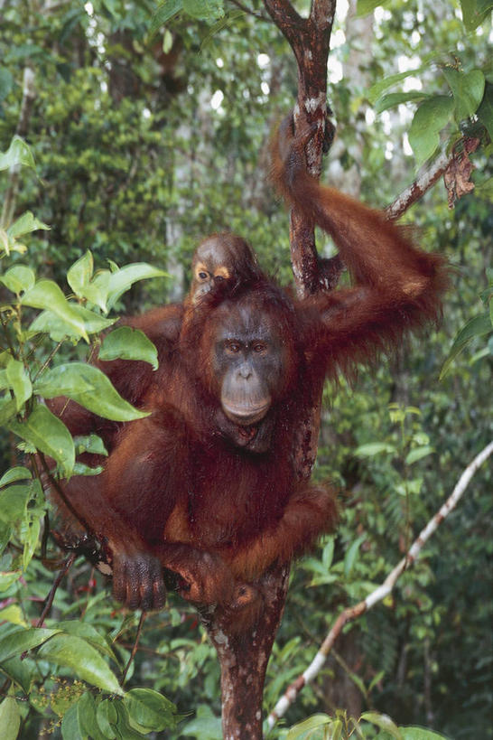 无人,竖图,室外,白天,正面,旅游,度假,美景,森林,哺乳动物,野生动物,叶子,印度尼西亚,马来西亚,亚洲,岛,景观,娱乐,树,自然,动物,两只,享受,休闲,景色,放松,摄影,东南亚,自然风光,灵长目,苏门答腊猩猩,婆罗洲,加里曼丹岛,婆罗洲岛,马来西亚联邦,濒危物种,婆罗洲猩猩,彩图