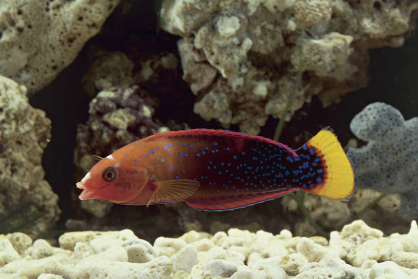 游泳,无人,横图,室内,特写,水下,水,野生动物,珊瑚,鱼类,水族馆,自然,摄影,生物学,濑鱼,暗礁,彩图