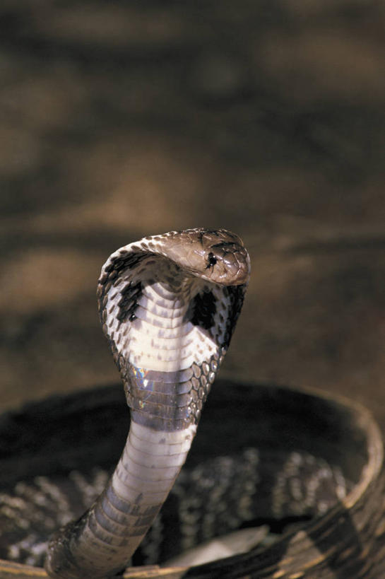 无人,竖图,室外,特写,白天,斯里兰卡,亚洲,蛇,篮子,摄影,威胁,眼镜蛇,危险,彩图