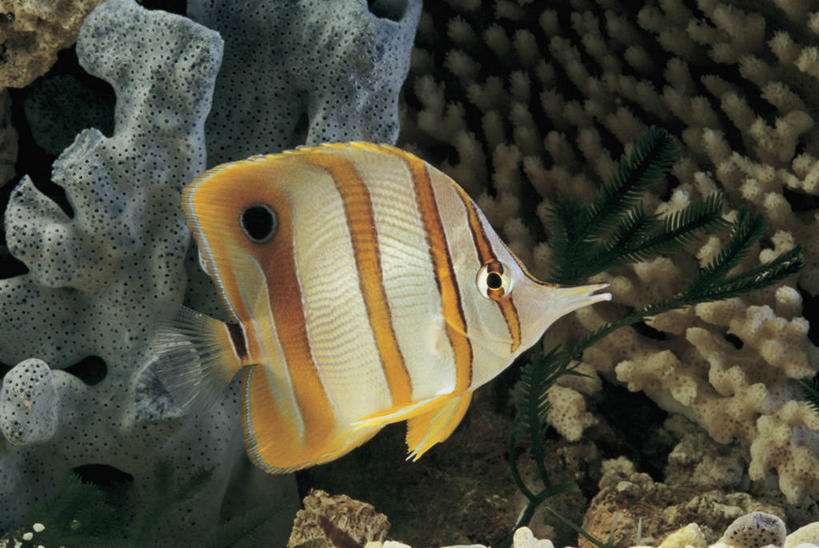 游泳,无人,横图,室内,特写,水下,水,野生动物,条纹,珊瑚,水族馆,自然,摄影,生物学,暗礁,彩图