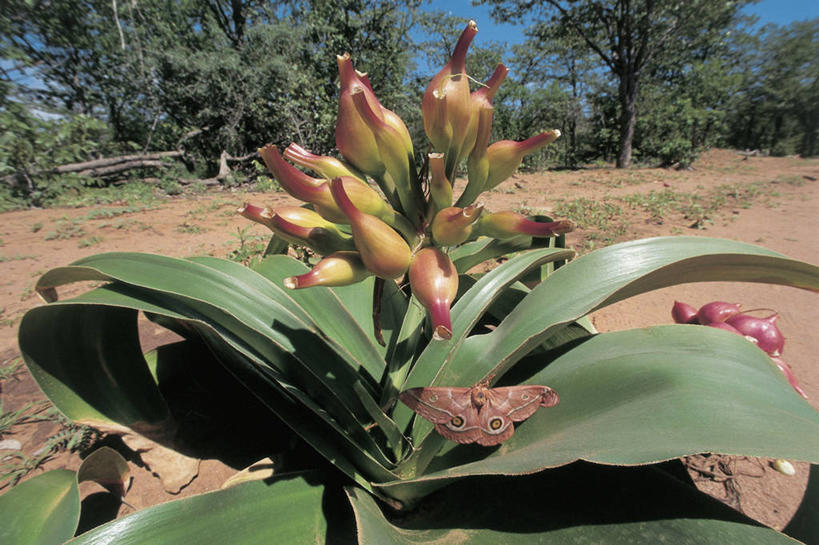 无人,横图,室外,特写,白天,蝴蝶,叶子,田地,花蕾,树,摄影,生长,彩图,百合科