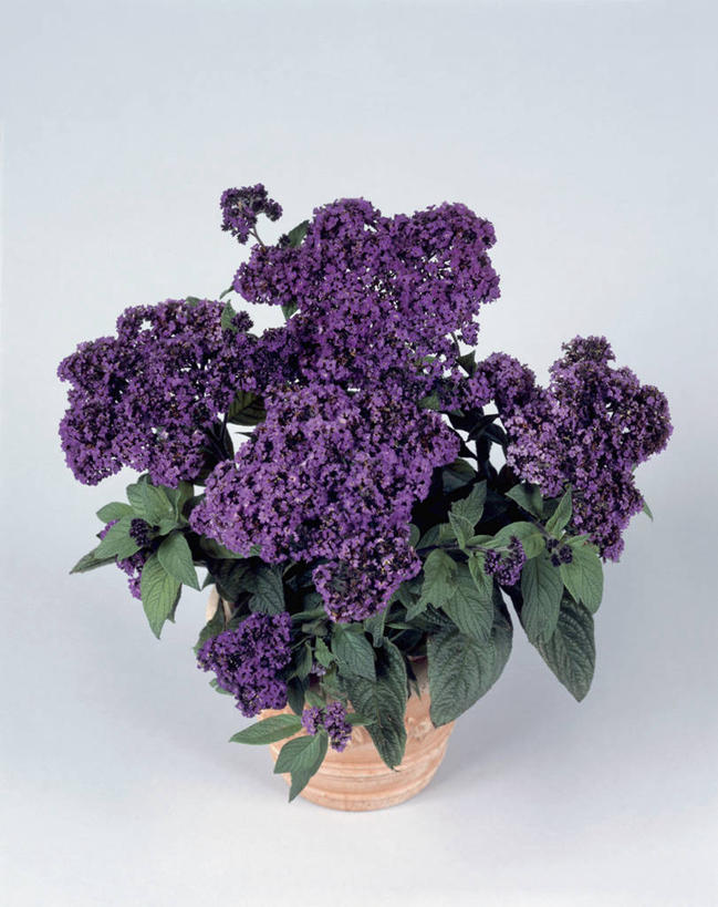 无人,竖图,室内,特写,白色背景,植物,叶子,花,紫色,摄影,生长,生物学,琉璃苣,彩图,影棚拍摄