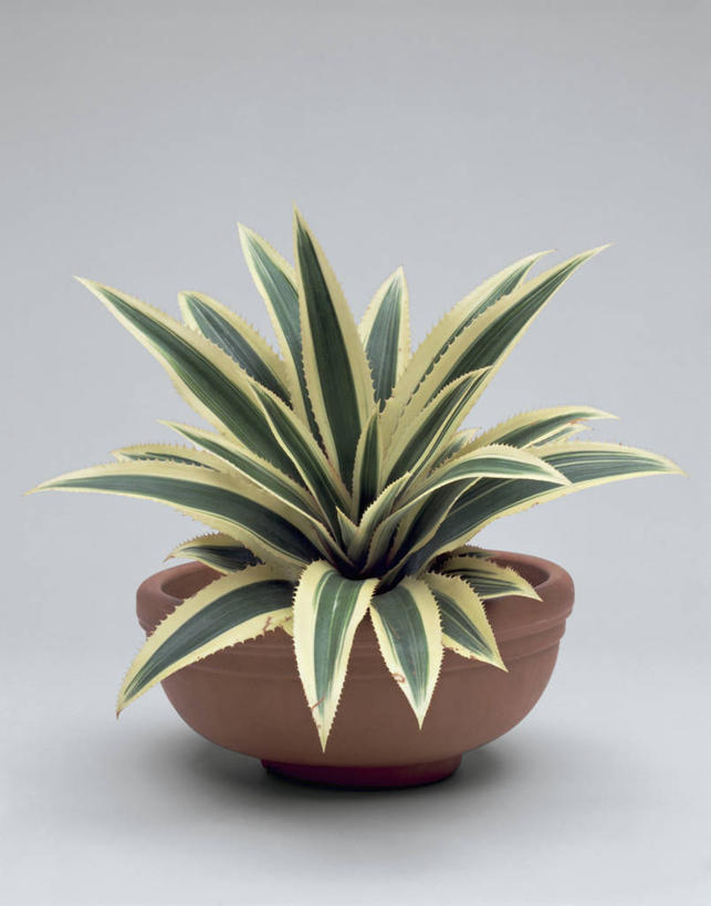 无人,竖图,室内,特写,白色背景,植物,菠萝,叶子,饮食,摄影,生长,生物学,彩图,影棚拍摄