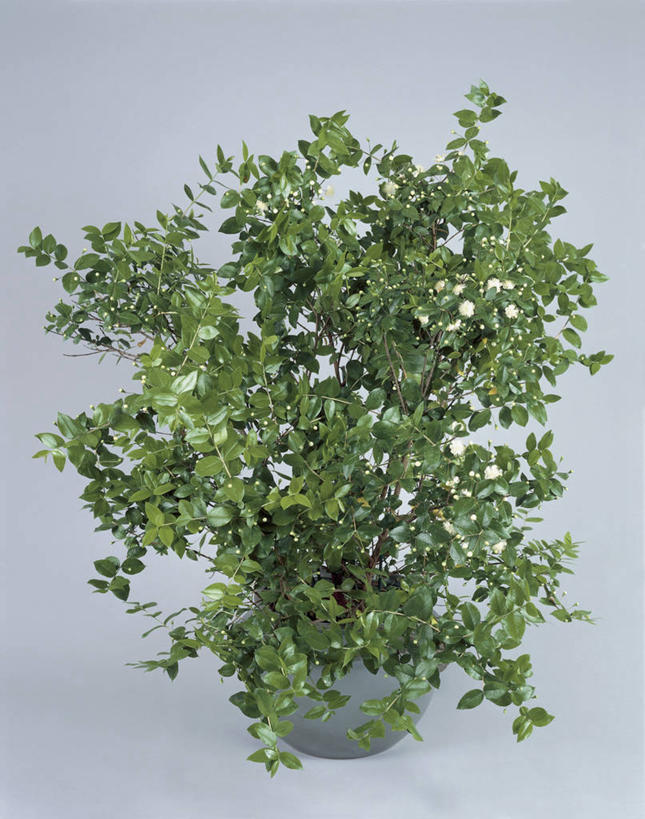 无人,竖图,室内,特写,植物,叶子,摄影,生长,生物学,桉树,番樱桃,彩图,影棚拍摄