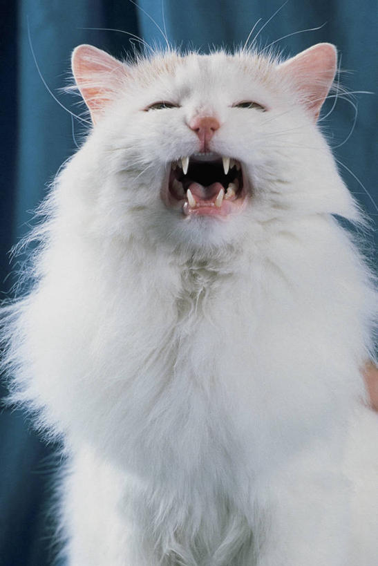 无人,竖图,室内,特写,哺乳动物,宠物,猫,野生动物,咆哮,生气,动物,家畜,摄影,生物学,猫科动物,出示,进攻,彩图,动物行为,动物学