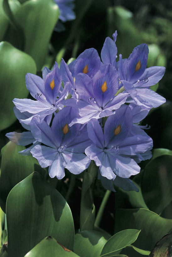 无人,竖图,室外,特写,白天,美景,植物,风信子,叶子,景观,花瓣,花朵,蓝色,自然,景色,摄影,生长,脆弱,简单,雄蕊,清新,自然风光,水生植物,凤眼莲,彩图,对焦