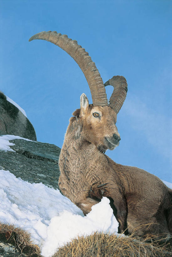 无人,坐,竖图,室外,特写,白天,山,雪,哺乳动物,野生动物,羊,意大利,欧洲,冬天,蓝色,动物,季节,可爱,摄影,活泼,食草动物,国家公园,地中海文化,偶蹄目,意大利文化,万里无云,野山羊,悬羊,大帕拉迪索国家公园,山羊,彩图,西伯利亚北山羊,动物学