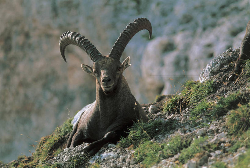 无人,坐,横图,室外,特写,白天,山,哺乳动物,野生动物,羊,意大利,欧洲,草,动物,可爱,摄影,活泼,食草动物,岩层,地中海文化,南欧,意大利文化,意大利共和国,野山羊,摩羯座,悬羊,弗留利.威尼斯朱利亚,弗留利.威尼斯朱利亚大区,岩石,山羊,彩图,西伯利亚北山羊,动物学