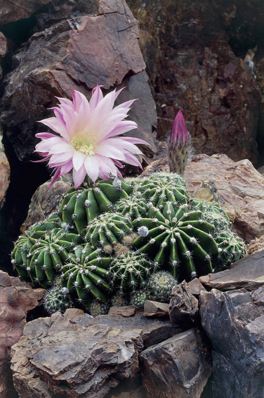 无人,竖图,室外,特写,白天,植物,仙人掌,盛开,花蕾,花,花瓣,花朵,鲜花,一朵,一个,粉色,自然,花苞,花蕊,摄影,生长,单个,生物学,桶仙人掌,荆棘,岩石,彩图,肉质植物