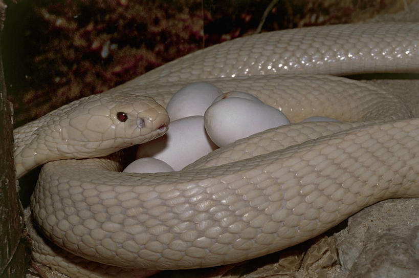 无人,横图,室外,特写,白天,野生动物,蛇,摄影,眼镜蛇,卵,印度眼镜蛇,危险,彩图,动物学