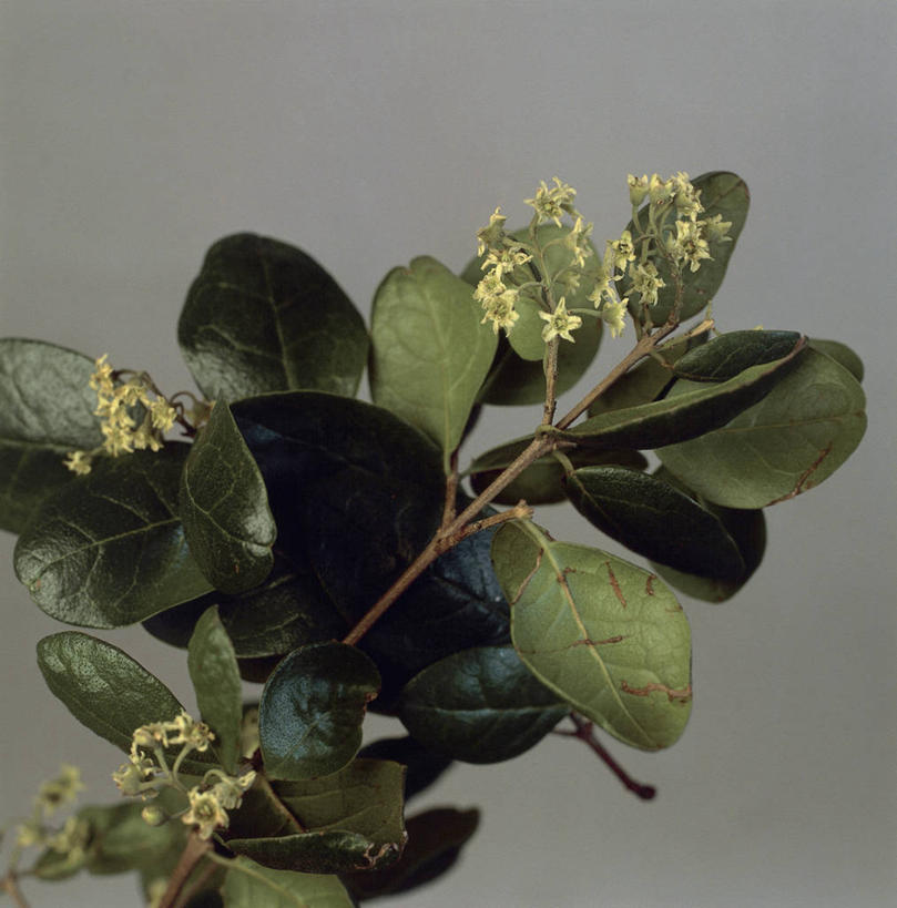 无人,方图,特写,背景,叶子,自然,摄影,生物学,彩图