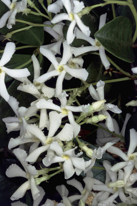 无人,竖图,室外,特写,白天,叶子,茎,花蕾,赤素馨花,花瓣,白色,自然,摄影,生长,脆弱,彩图