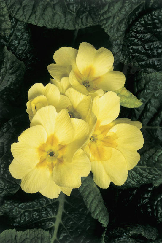 无人,竖图,室外,特写,白天,叶子,花瓣,黄色,自然,摄影,生长,生物学,清新,黄花九轮草,彩图,报春花科