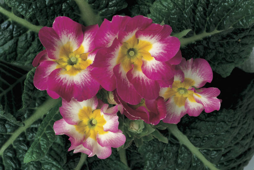 无人,横图,彩色,室外,特写,白天,叶子,花瓣,自然,摄影,生长,五颜六色,色彩斑斓,生物学,清新,五彩缤纷,五彩斑斓,五光十色,黄花九轮草,彩图,报春花科