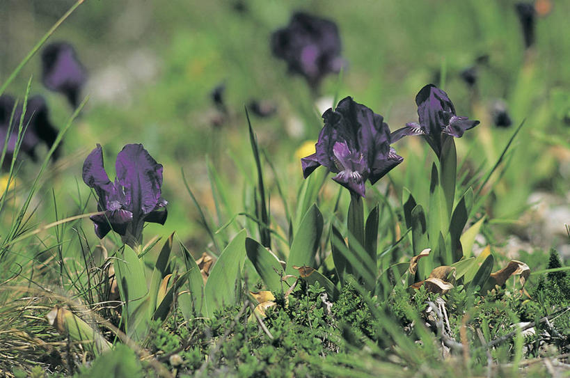 无人,横图,室外,特写,白天,爱情,友谊,植物,鸢尾花,草,花瓣,花朵,紫色,自然,摄影,生长,鸢尾,紫蝴蝶,蓝蝴蝶,扁竹花,彩图,矮鸢尾,爱丽丝,爱丽丝花,对焦